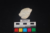 藏品(貝殼)的圖片