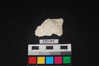 藏品(貝殼)的圖片