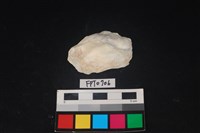 藏品(貝殼)的圖片