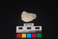 藏品(貝殼)的圖片