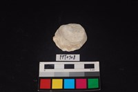 藏品(貝殼)的圖片