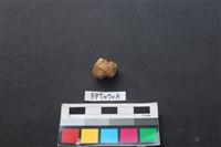 藏品(偶蹄類動物骨)的圖片