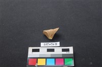 藏品(偶蹄類動物骨)的圖片