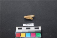 藏品(偶蹄類動物骨)的圖片