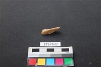 藏品(偶蹄類動物骨)的圖片