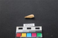 藏品(偶蹄類動物骨)的圖片