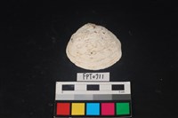 藏品(貝殼)的圖片