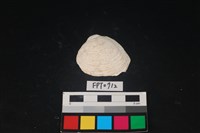 藏品(貝殼)的圖片