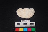 藏品(貝殼)的圖片