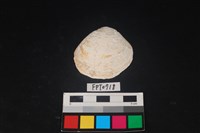 藏品(貝殼)的圖片