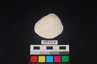 藏品(貝殼)的圖片