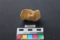 藏品(鹿骨)的圖片