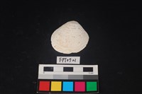 藏品(貝殼)的圖片