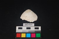 藏品(貝殼)的圖片