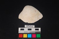 藏品(貝殼)的圖片