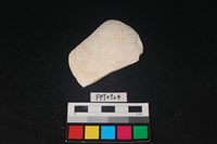 藏品(貝殼)的圖片