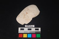 藏品(貝殼)的圖片