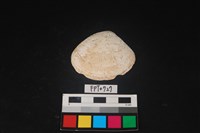 藏品(貝殼)的圖片