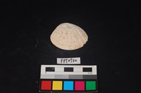 藏品(貝殼)的圖片