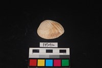 藏品(貝殼)的圖片