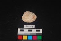 藏品(貝殼)的圖片