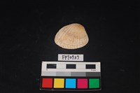 藏品(貝殼)的圖片