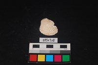 藏品(貝殼)的圖片