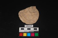 藏品(貝殼)的圖片