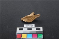 藏品(鹿骨)的圖片