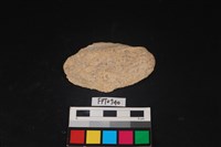 藏品(貝殼)的圖片