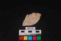 藏品(貝殼)的圖片