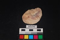 藏品(貝殼)的圖片