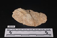 藏品(貝殼)的圖片