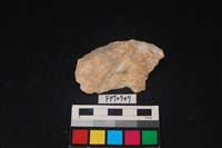 藏品(貝殼)的圖片