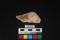 藏品(貝殼)的圖片