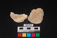 藏品(貝殼)的圖片