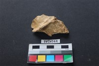 藏品(鹿骨)的圖片