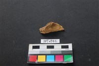 藏品(鹿骨)的圖片