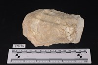 藏品(貝殼)的圖片