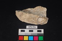 藏品(貝殼)的圖片