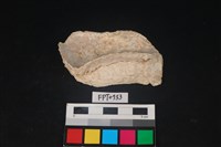 藏品(貝殼)的圖片