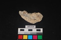 藏品(貝殼)的圖片