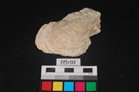 藏品(貝殼)的圖片