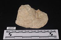 藏品(貝殼)的圖片