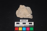 藏品(貝殼)的圖片