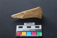 藏品(豬骨)的圖片