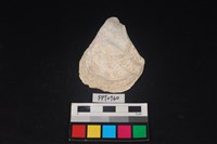 藏品(貝殼)的圖片