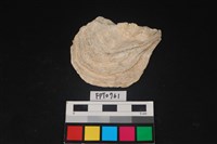 藏品(貝殼)的圖片