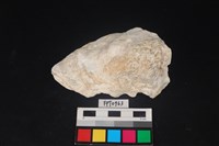 藏品(貝殼)的圖片