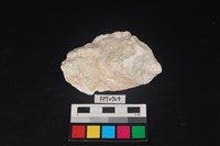 藏品(貝殼)的圖片